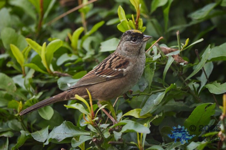 Gold-Crowned Sparrow