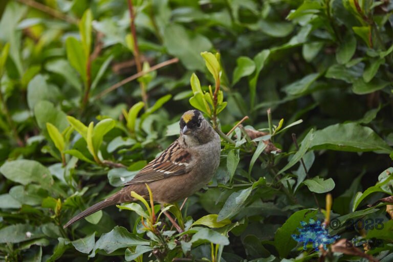 Gold-Crowned Sparrow