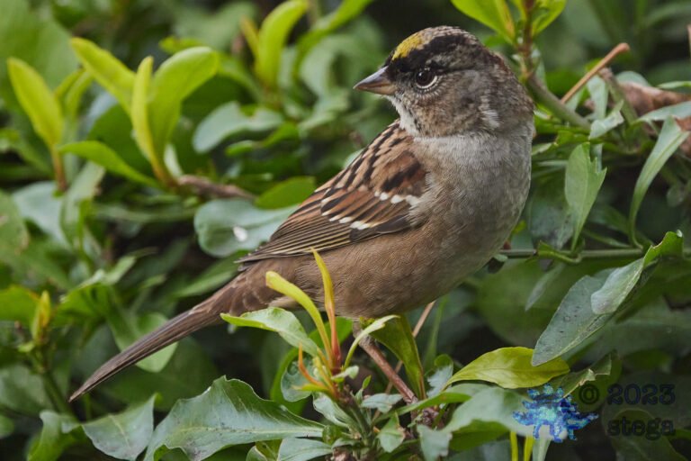 Gold-Crowned Sparrow