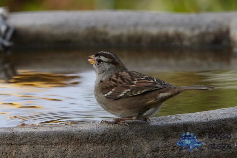 White-Crowned Sparrow