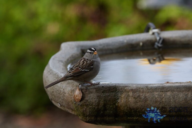 White-Crowned Sparrow