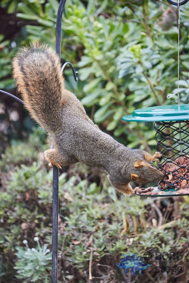 Fox Squirrel