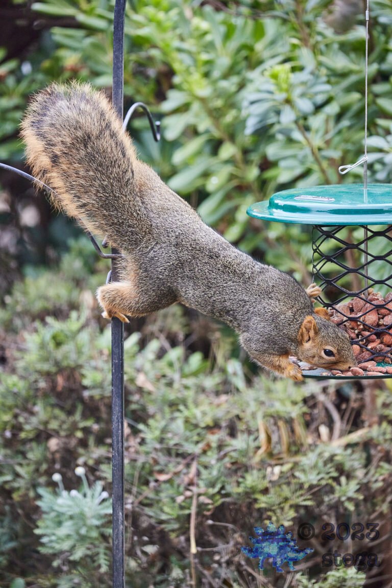 Fox Squirrel