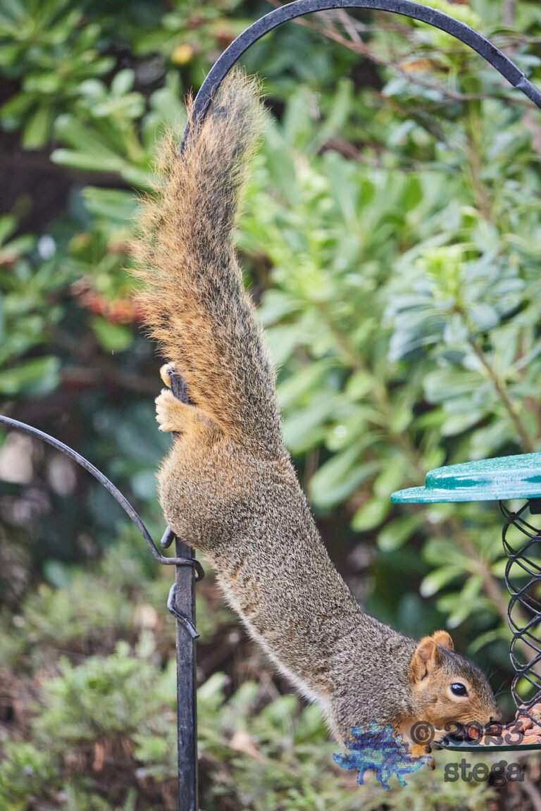 Fox Squirrel