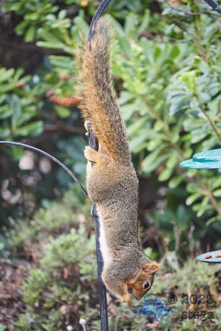 Fox Squirrel