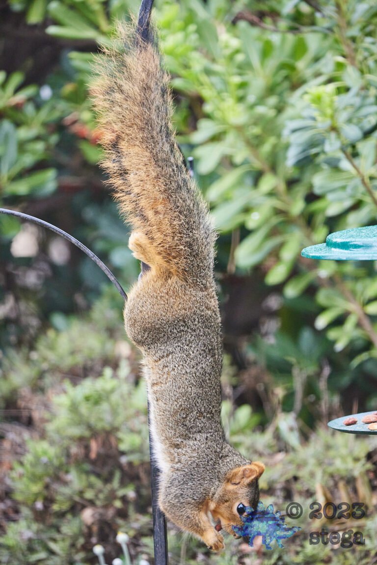 Fox Squirrel