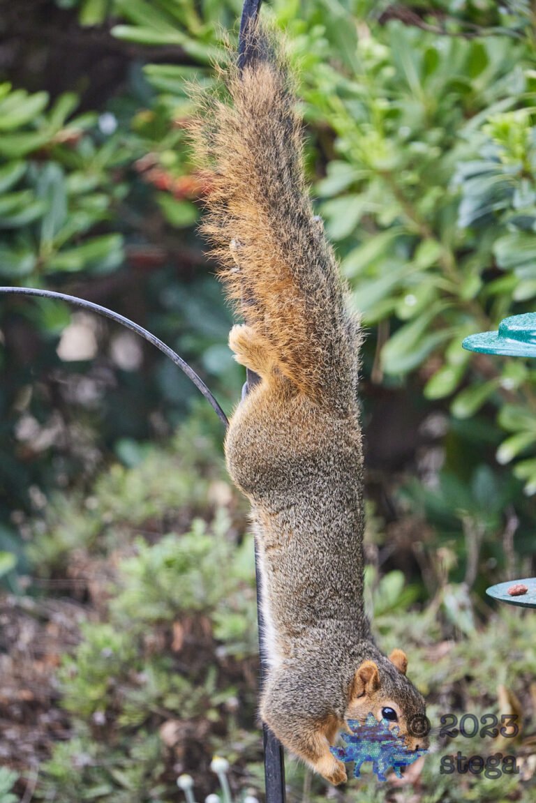 Fox Squirrel