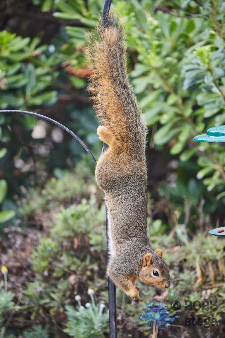 Fox Squirrel