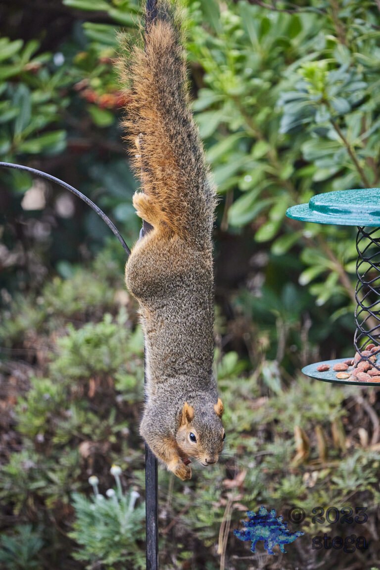 Fox Squirrel
