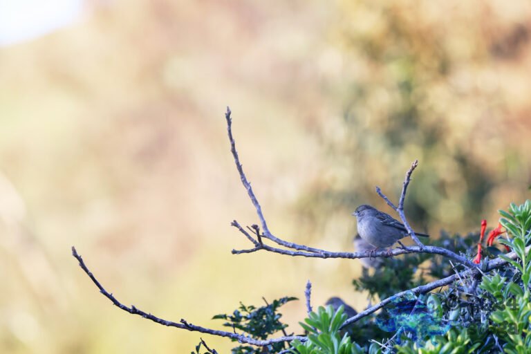 Gold-Crowned Sparrow