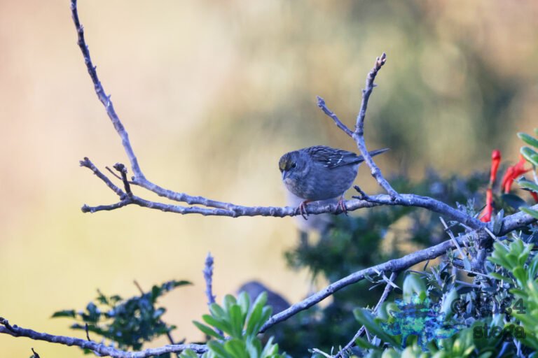 Gold-Crowned Sparrow