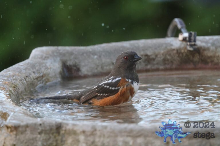 Spotted Towhee