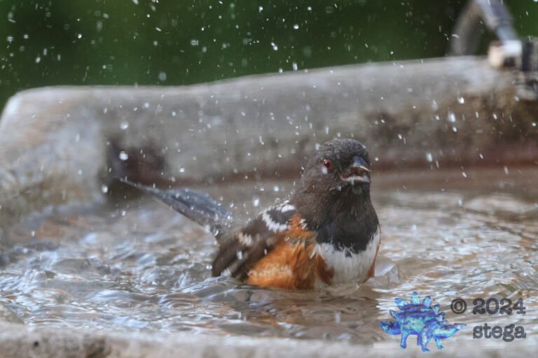 Spotted Towhee