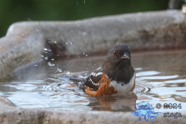 Spotted Towhee