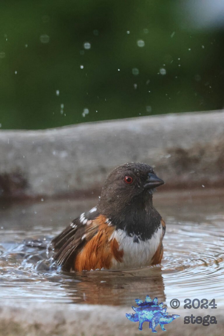 Spotted Towhee