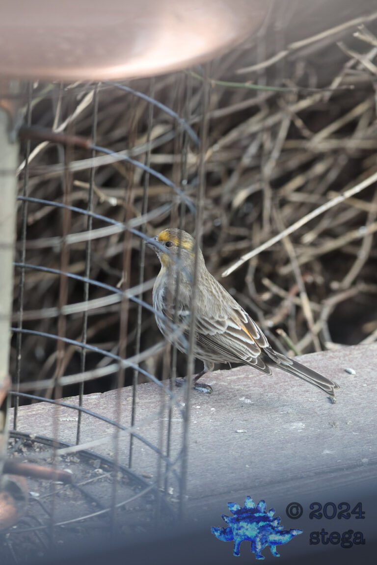 House Finch