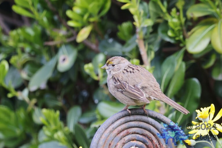Gold-Crowned Sparrow