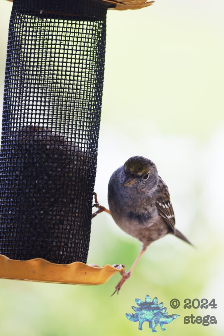 Gold-Crowned Sparrow