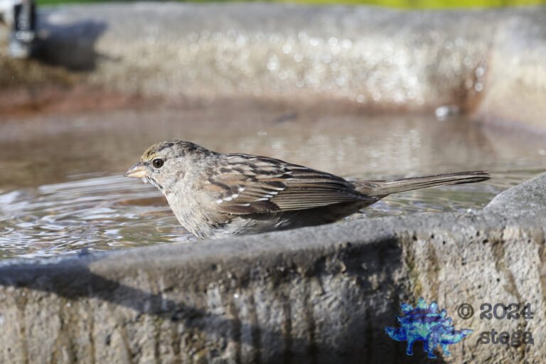Gold-Crowned Sparrow