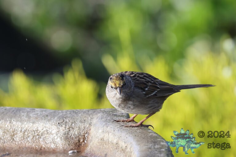 Gold-Crowned Sparrow