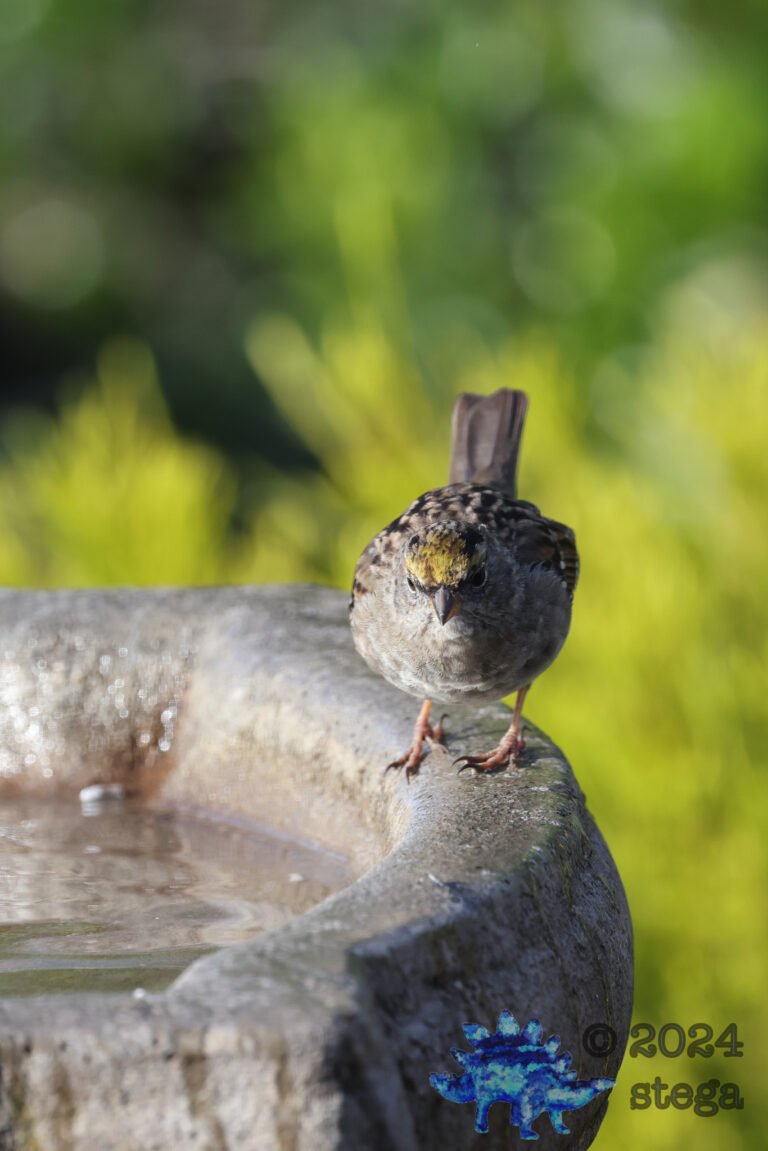 Gold-Crowned Sparrow