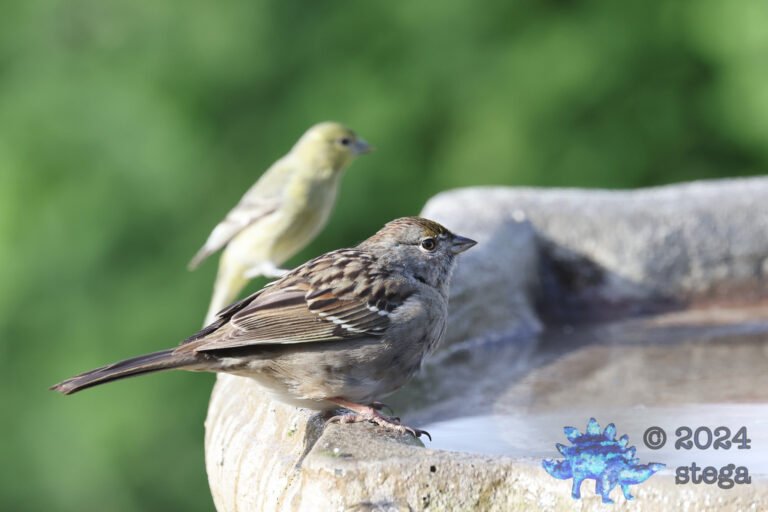 Gold-Crowned Sparrow