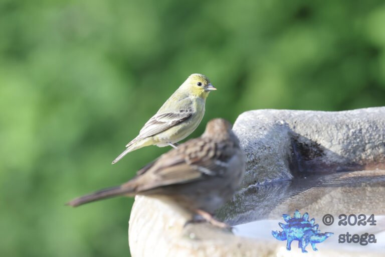 American Goldfinch