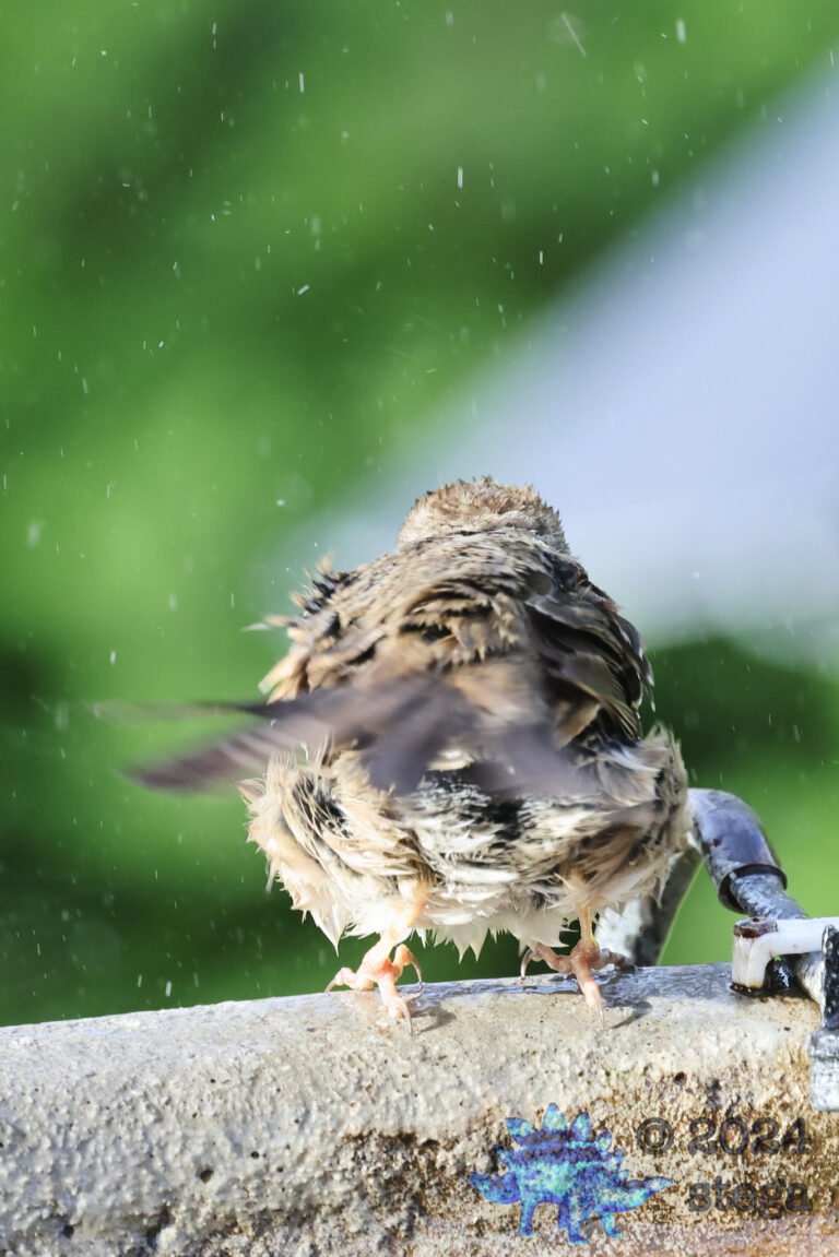 Gold-Crowned Sparrow