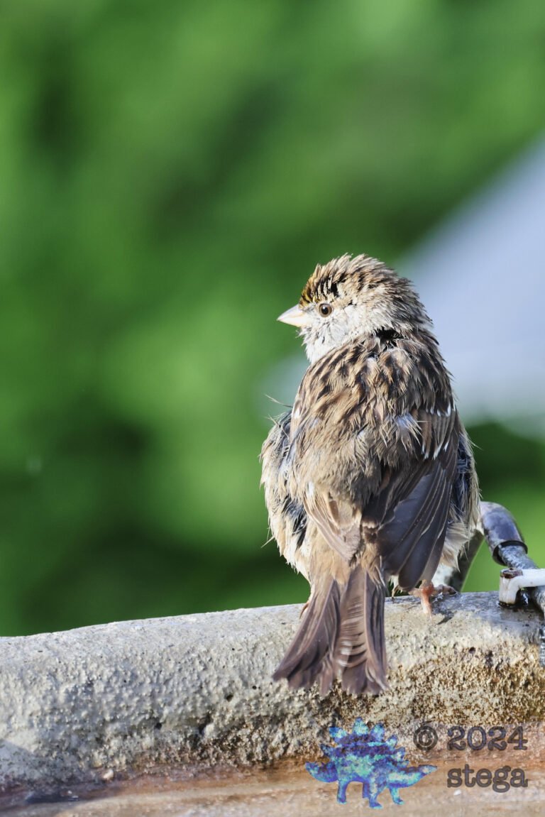 Gold-Crowned Sparrow