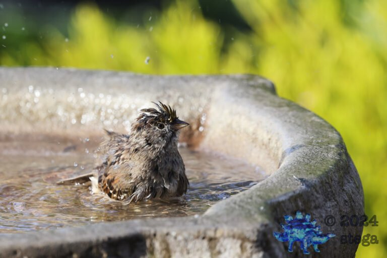 Gold-Crowned Sparrow