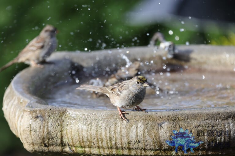 Gold-Crowned Sparrow