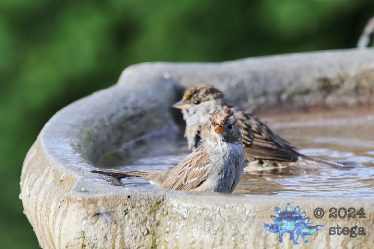 White-Crowned Sparrow
