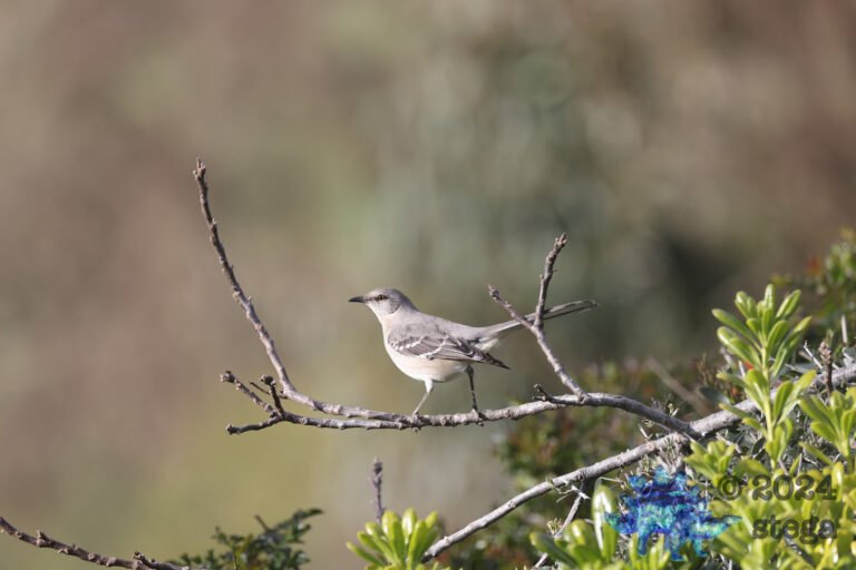 Northern Mockingbird