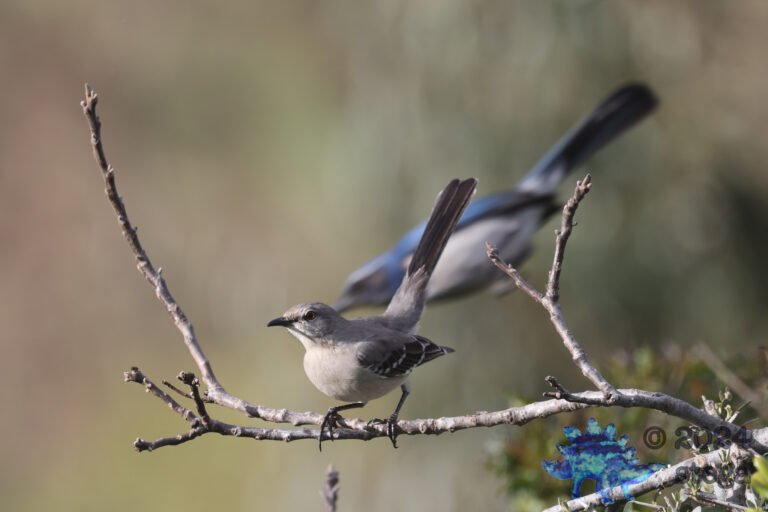 Northern Mockingbird