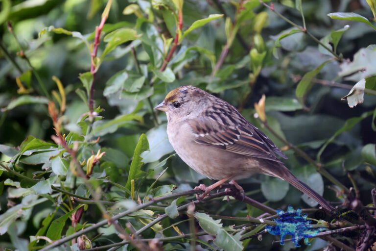 Gold-Crowned Sparrow