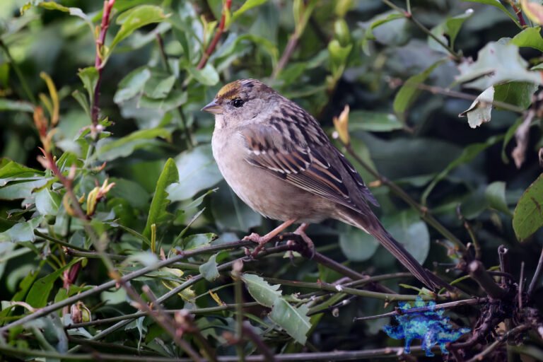 Gold-Crowned Sparrow