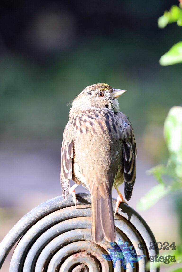 Gold-Crowned Sparrow