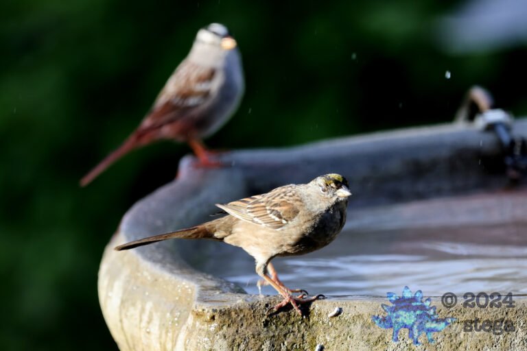 Gold-Crowned Sparrow