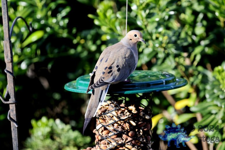 Morning Dove