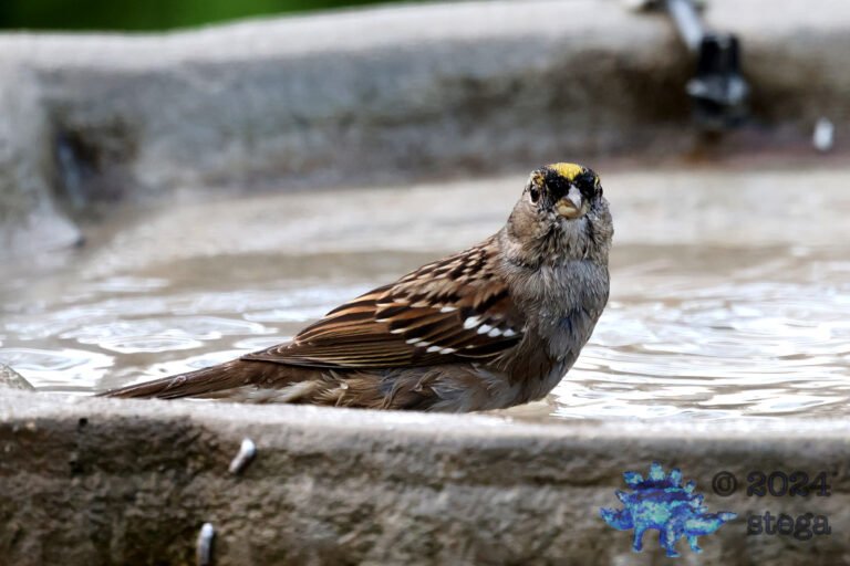 Gold-Crowned Sparrow