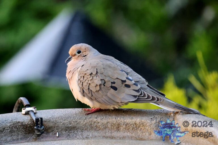 Morning Dove
