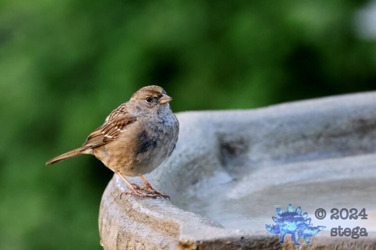 Gold-Crowned Sparrow