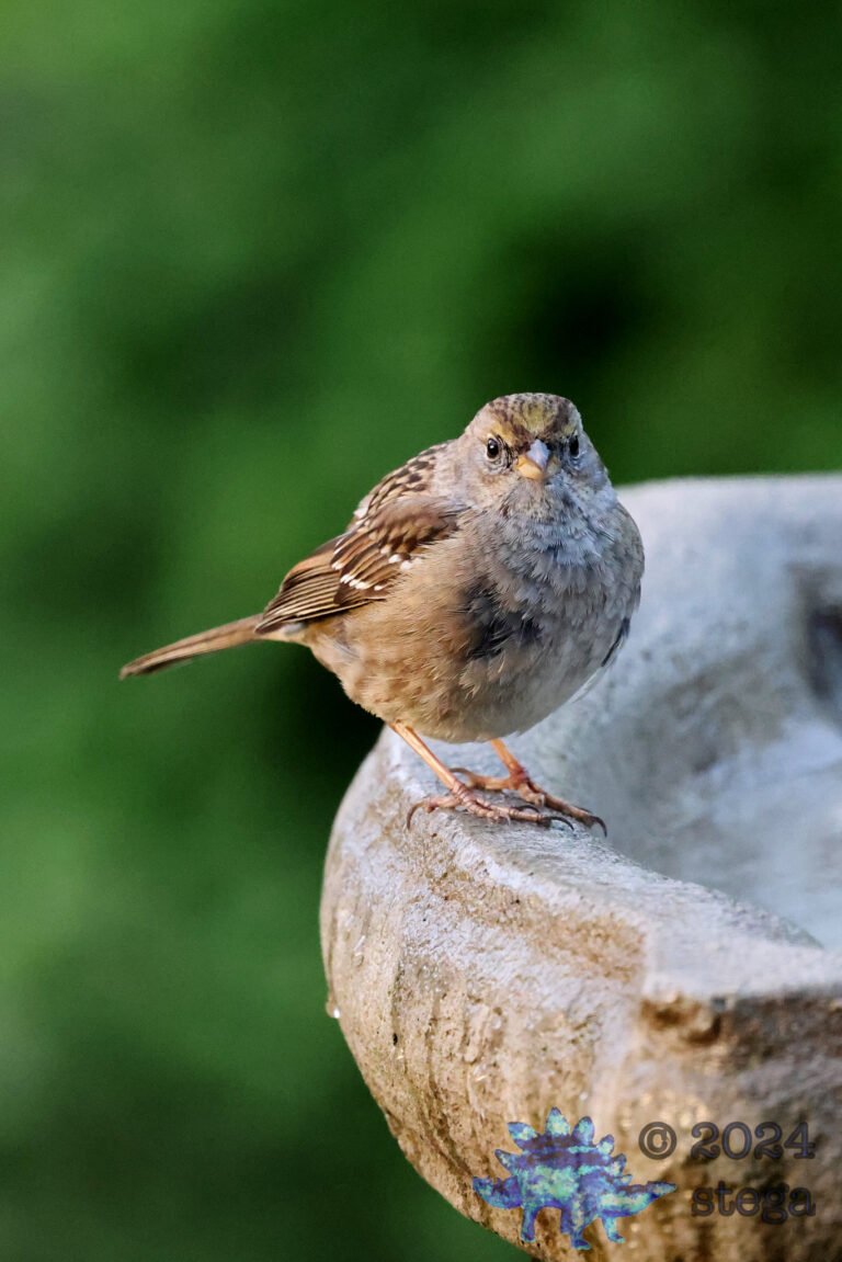 Gold-Crowned Sparrow