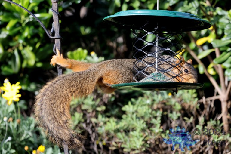 Fox Squirrel