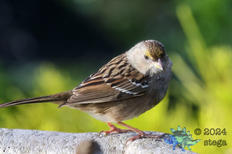 Gold-Crowned Sparrow