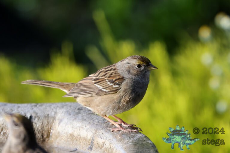 Gold-Crowned Sparrow