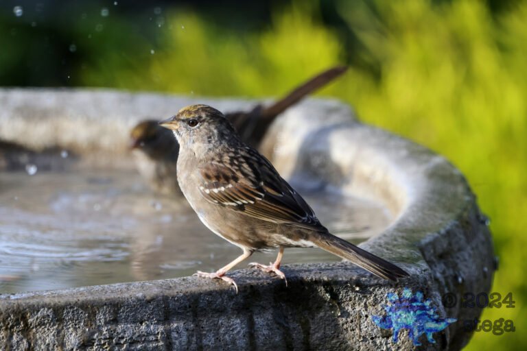 Gold-Crowned Sparrow