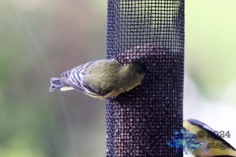 Lesser Goldfinch