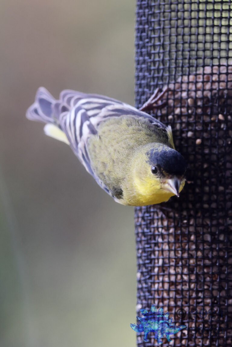 Lesser Goldfinch