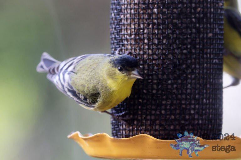 Lesser Goldfinch